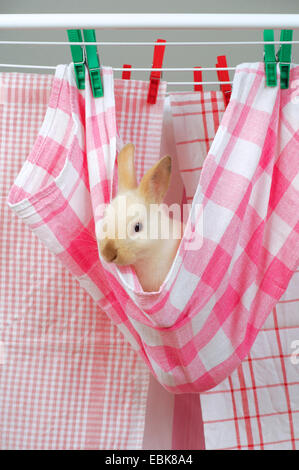 Netherland Dwarf (Oryctolagus cuniculus f. domestica), sitting in a teatowel hanging on clothline Stock Photo