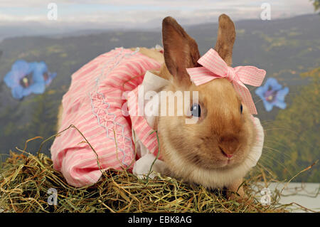Netherland Dwarf (Oryctolagus cuniculus f. domestica), sitting with a pink dress in hay Stock Photo