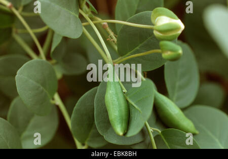 caper, alcaperro, caper berry, caper bud, caper bush, caper fruit, smooth caper, spiny caper, medical plant, medical plants, medicinal plant, medicinal plants, herbalism, useful plant, useful plants, homeopathy, traditional medicine, folk medicine (Capparis spinosa), fruits Stock Photo