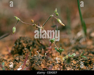 Little mouse-ear, Five-stamen mouse-ear chickweed (Cerastium semidecandrum), fruiting, on sand , Germany Stock Photo