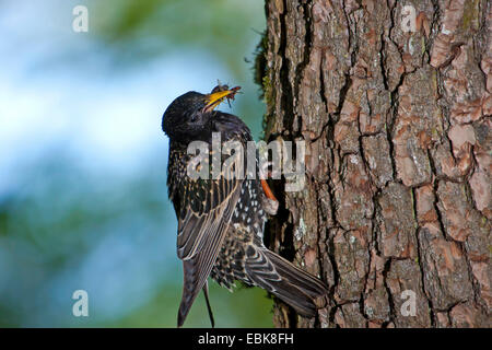 common starling (Sturnus vulgaris), with prey in its beak, Switzerland, Sankt Gallen Stock Photo