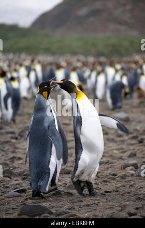 king penguin (Aptenodytes patagonicus), colony at the beach, Suedgeorgien, Salisbury Plains Stock Photo