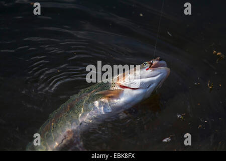 rainbow trout (Oncorhynchus mykiss, Salmo gairdneri), at a fishhook at the water surface, Germany, Bavaria Stock Photo