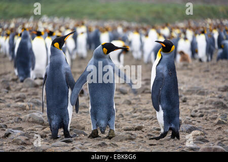 king penguin (Aptenodytes patagonicus), colony at the beach, Suedgeorgien, Salisbury Plains