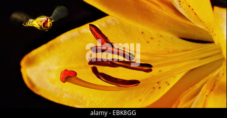 day lily hybrid (Hemerocallis-Hybride), flower with approaching hoverfly Stock Photo