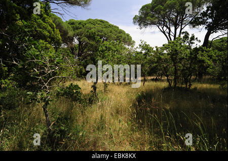 Stone pine, Italian Stone pine, Umbrella Pine (Pinus pinea), light pine forest on the Peloponnese, Greece, Peloponnese, Natura 2000 Stock Photo