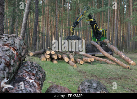 Scotch pine, Scots pine (Pinus sylvestris), Forwarder with timber, Germany, Lower Saxony Stock Photo