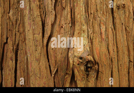Lawson cypress, Port Orford cedar (Chamaecyparis lawsoniana), bark Stock Photo