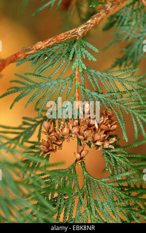 red cedar (Thuja plicata), branch with cones Stock Photo
