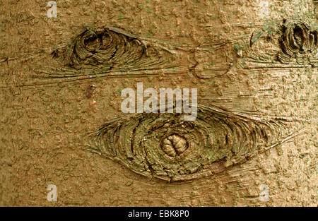 Spanish fir (Abies pinsapo), detail of trunk with knothole Stock Photo