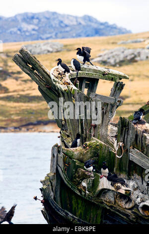 Magellan cormorant (Phalacrocorax magellanicus), Rock shags breeding on shipwreck, Falkland Islands, East Falklands Stock Photo