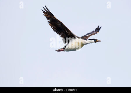 Antarctic shag (Phalacrocorax bransfieldensis), flying, Antarctica Stock Photo