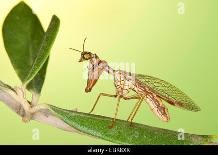 Mantis fly (Mantispa styriaca, Poda pagana, Mantispa pagana), sitting on a branch Stock Photo