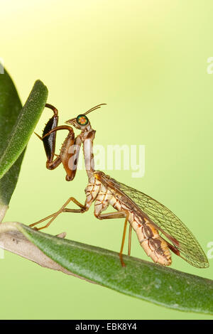 Mantis fly (Mantispa styriaca, Poda pagana, Mantispa pagana), sitting on a branch Stock Photo