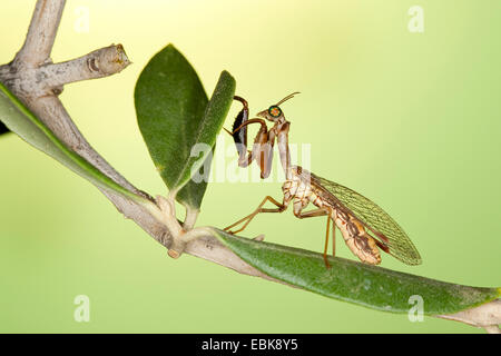 Mantis fly (Mantispa styriaca, Poda pagana, Mantispa pagana), sitting on a branch Stock Photo