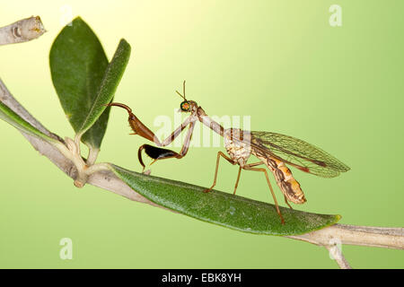 Mantis fly (Mantispa styriaca, Poda pagana, Mantispa pagana), sitting on a branch Stock Photo