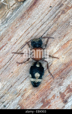 Velvet ant, Velvet-ant (Ronisia ghilianii, Mutilla ghilianii, Ronisia ambigua), female sitting on wood, France, Corsica Stock Photo