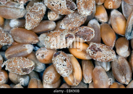 Wheat weevil, Granary weevil, Grain weevil (Sitophilus granarius, Calandra granaria, Curculio contractus), eroding of wheat grains, Germany Stock Photo