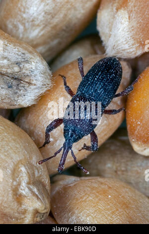 Wheat weevil, Granary weevil, Grain weevil (Sitophilus granarius, Calandra granaria, Curculio contractus), feeding on wheat grains, Germany Stock Photo