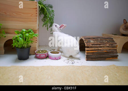 Netherland Dwarf (Oryctolagus cuniculus f. domestica), two dwarf rabbits sitting in a flat-vivarium Stock Photo