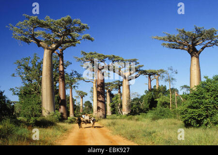 baobab, monkey bread, monkey tamarind (Adansonia spec.), Baobabs near Morondava, Madagascar Stock Photo