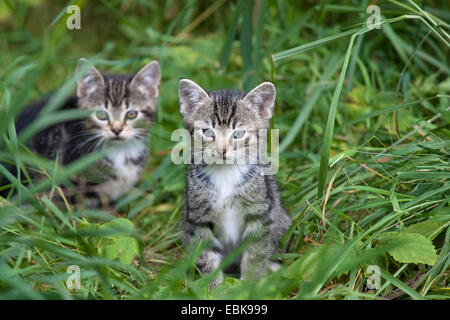 domestic cat, house cat (Felis silvestris f. catus), two striped kittens sitting in a meadow side by side, Germany, Brandenburg Stock Photo