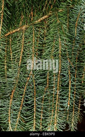 brewer spruce (Picea breweriana), branches Stock Photo
