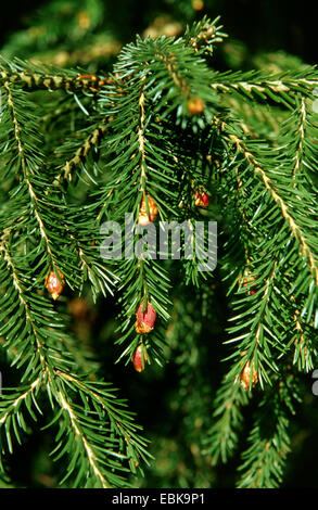 Likiang spruce, Lijiang spruce (Picea likiangensis), branches with male flowers Stock Photo
