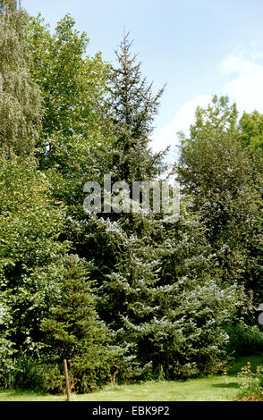 sitka spruce (Picea sitchensis), in a park Stock Photo