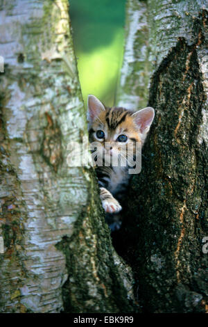 domestic cat, house cat (Felis silvestris f. catus), kitten between birch trunks, Germany Stock Photo