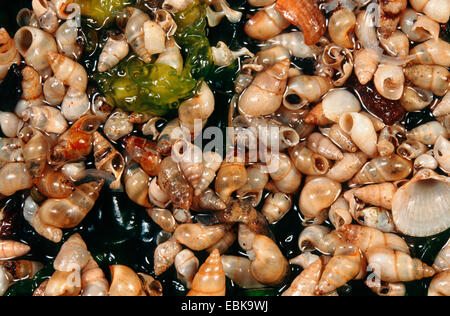 Laver spire snail, Laver mud snail, Common mudflat snail (Hydrobia ulvae, Peringia ulvae), lots of shells among algae Stock Photo