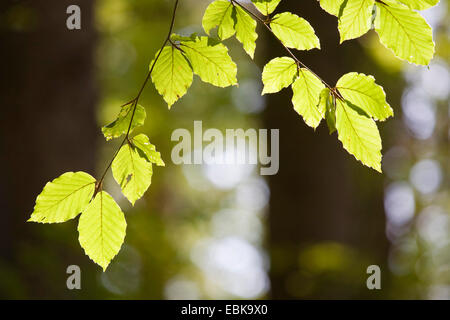 common beech (Fagus sylvatica), single sunlit twig with green leaves in a forest, Germany, Bavaria, Bavarian Forest National Park Stock Photo