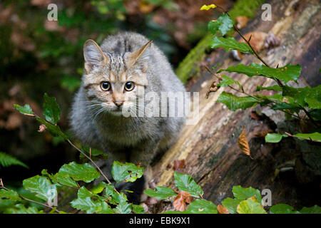 European wildcat, forest wildcat (Felis silvestris silvestris), young animal sitting on a dead trunk in a forest, Germany, Bavaria, Bavarian Forest National Park Stock Photo