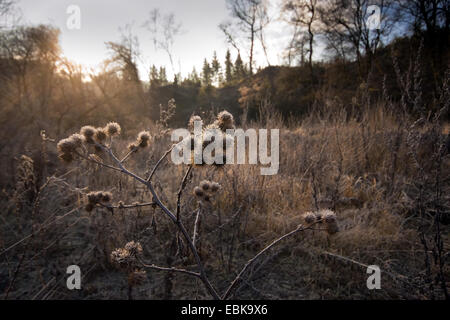 burdock (Arctium spec.), dry twig with fruit at wayside, Germany, Rhineland-Palatinate Stock Photo