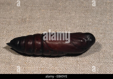 death's-head hawkmoth (Acherontia atropos), pupa, Germany Stock Photo