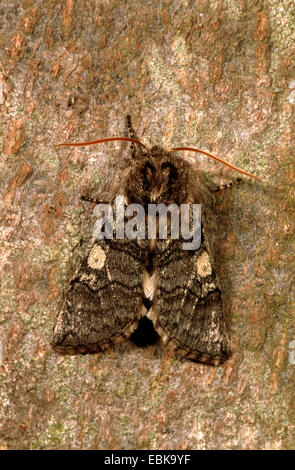 Yellow Horned (Achlya flavicornis), on bark, Germany Stock Photo