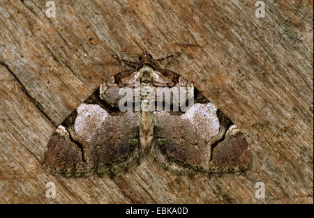 Streamer (Anticlea derivata), imago on bark, Germany Stock Photo