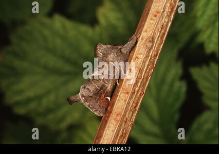 Small Chocolate-tip (Clostera pigra), imago on twig, Germany Stock Photo