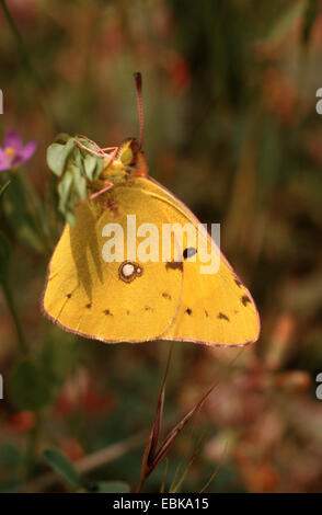 Berger's clouded yellow (Colias australis, Colias alfacariensis), imago on stem, Germany Stock Photo