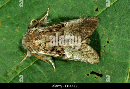 nut-tree tussock (Colocasia coryli), imago on leaf, Germany Stock Photo