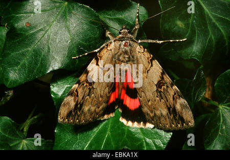 Red Underwing (Catocala nupta), imago on leaf, Germany Stock Photo