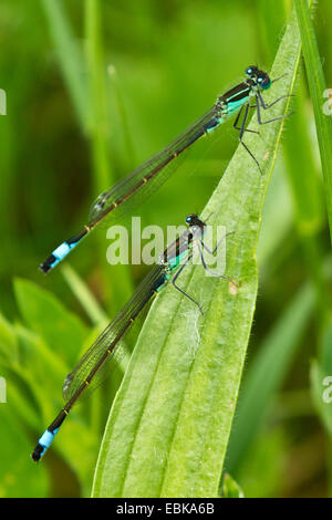 common ischnura, blue-tailed damselfly (Ischnura elegans), to male on a leaf, Germany, Bavaria Stock Photo