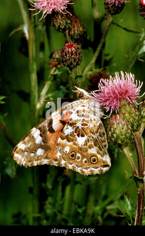 painted lady, thistle (Cynthia cardui, Vanessa cardui), imago at thistle flower, Germany Stock Photo