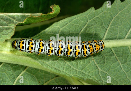 Mullein moth, Mullein caterpillar (Cucullia verbasci, Shargacucullia verbasci), caterpillar on leaf, Germany Stock Photo