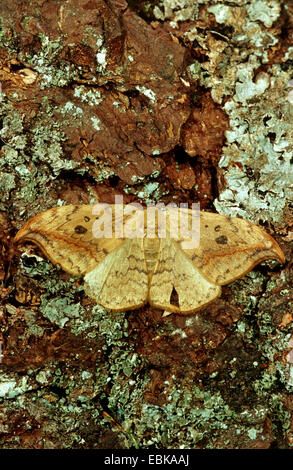 pebble hook-tip (Drepana falcataria), on bark with lichen, Germany Stock Photo