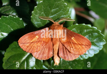 The Drinker (Philudoria potatoria, Euthrix potatoria), imago on leaf, Germany Stock Photo