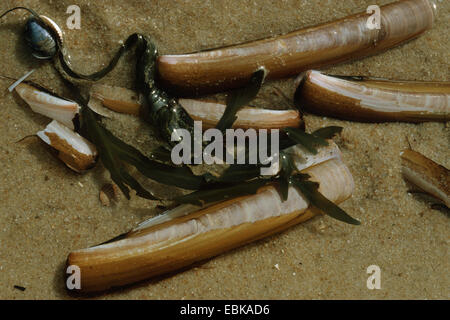 razor shell, razor clam, razor fish, sword razor (Ensis arcuatus), shells lying in the sand among algae Stock Photo