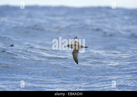 sooty shearwater (Puffinus griseus), flying over the sea, New Zealand Stock Photo