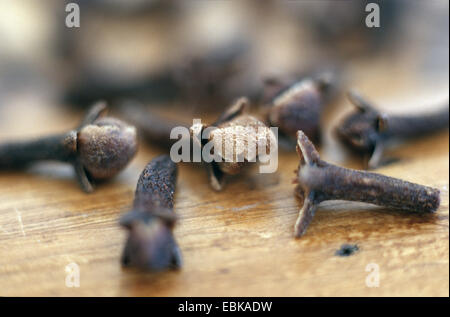 Clove (Syzygium aromaticum), dried flower buds Stock Photo