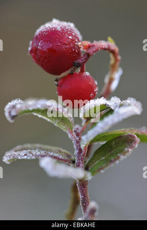 cowberry, foxberry, lingonberry, mountain cranberry (Vaccinium vitis-idaea), berries on a branch, Germany, Lower Saxony Stock Photo
